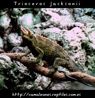camaleon de jackson